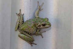 Ranoidea cyclorhynchus