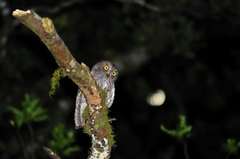 Otus rutilus rutilus