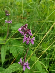 Stachys aspera