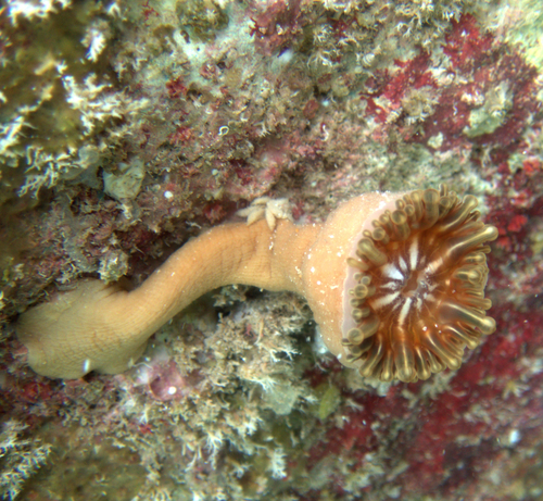 Polydectus cupulifer observed 2026-01-26
