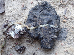 Cestoda