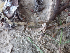 Cestoda