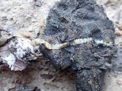Cestoda