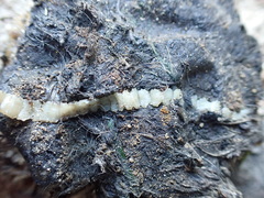 Cestoda