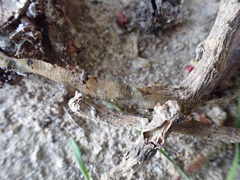 Cestoda