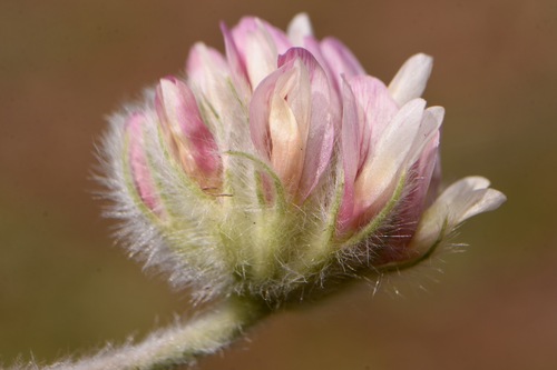Anderson's Clover (Trifolium andersonii)