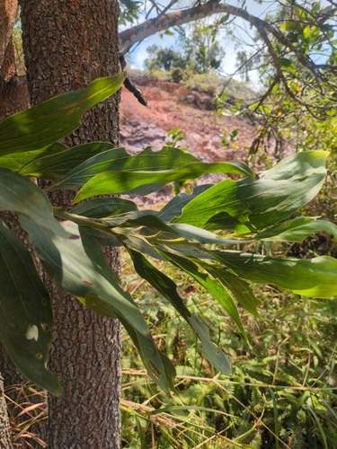 Acacia mangium