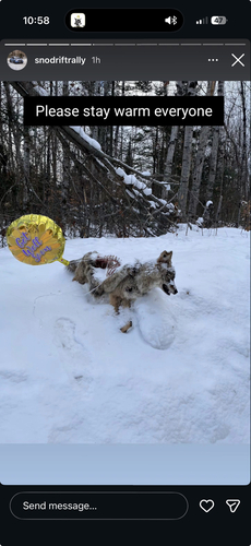 Coyote photographed in Michigan