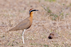 Indian Courser photo 2