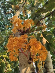 Saraca thaipingensis