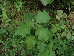 Solanum torvum