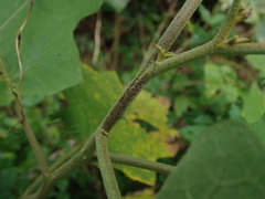 Solanum torvum