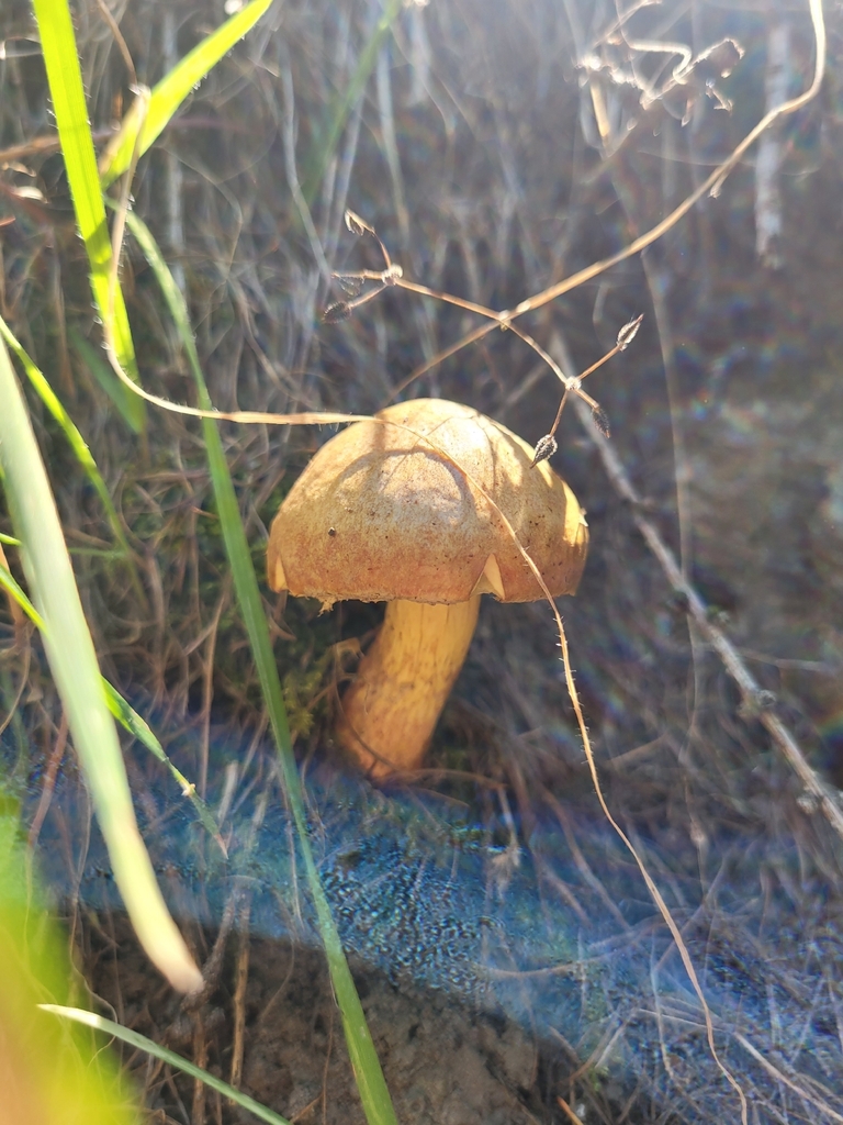 Gymnopilus junonius · February 2026 · photo: © soniaparsons1 (iNaturalist, cc0)
