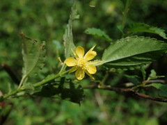 Corchorus siliquosus