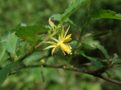 Corchorus siliquosus