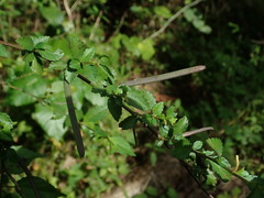 Corchorus siliquosus