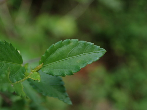 Image of Corchorus siliquosus by (c) Daniel Cahen, some rights reserved (CC BY)