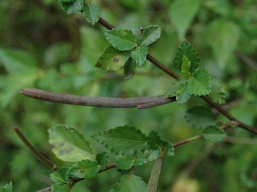 Image of Corchorus siliquosus by (c) Daniel Cahen, some rights reserved (CC BY)