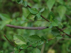 Corchorus siliquosus