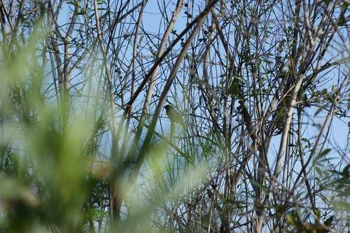 iNaturalist observation photo of Spotted Towhee
