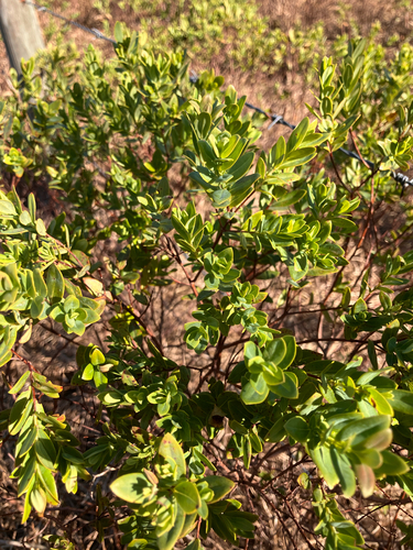 Arcadian St. johnswort (Hypericum edisonianum)