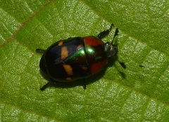 Macraspis xanthosticta