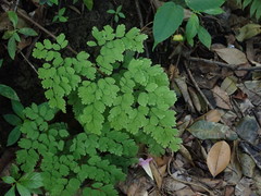 Adiantum