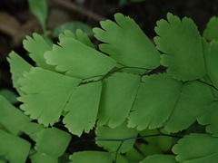 Adiantum
