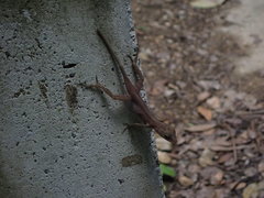 Anolis