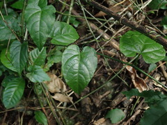 Cissus verticillata