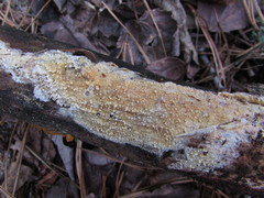 Basidioradulum radula