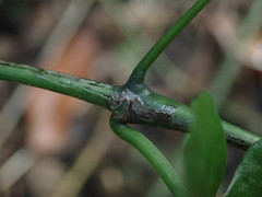 Cissus verticillata