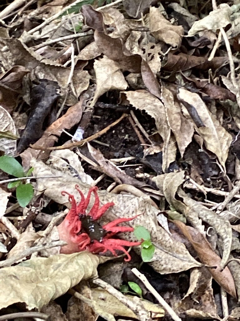 Aseroe rubra · February 2026 · photo: © jack12347 (iNaturalist, cc0)