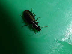 Anomotarus illawarrae