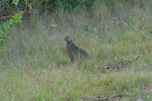 Brown Quail (Synoicus ypsilophorus), photo 7