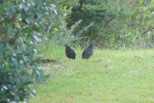 Brown Quail (Synoicus ypsilophorus), photo 6