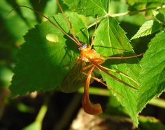Enicospilus americanus-complex