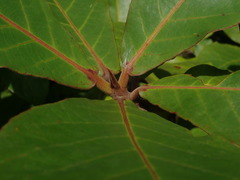 Terminalia catappa