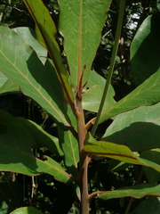 Terminalia catappa