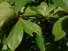 Terminalia catappa
