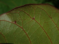 Terminalia catappa