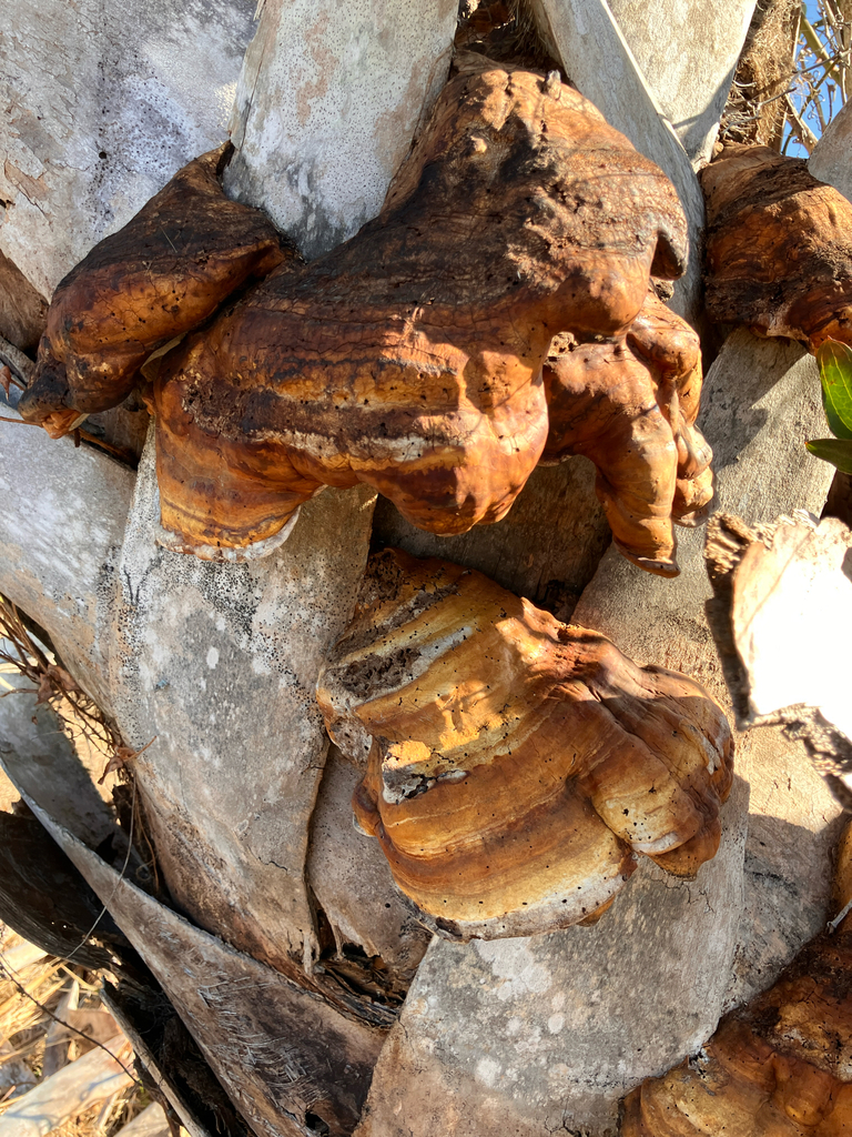 Ganoderma zonatum · February 2026 · photo: © saherron (iNaturalist, cc0)