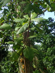 Terminalia catappa