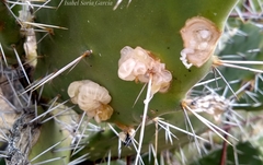 Phyllosticta concava