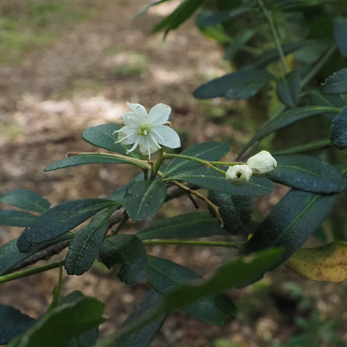 Acradenia frankliniae, photograph 3