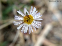 Erigeron pubescens