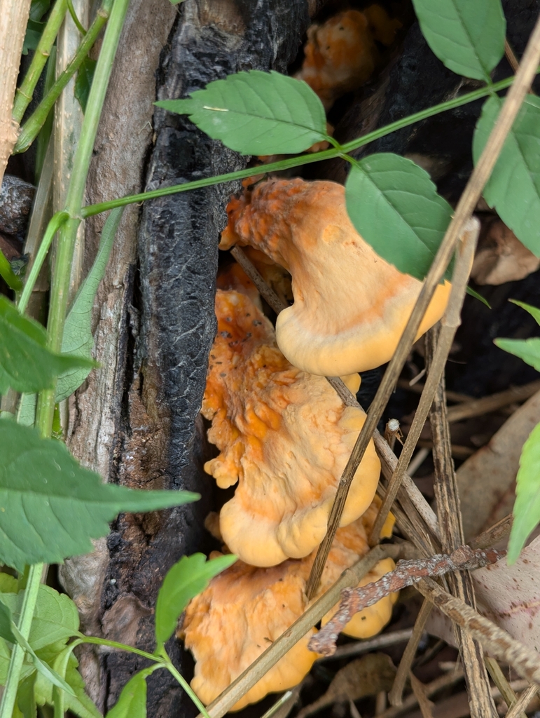 Laetiporus gilbertsonii · January 2026 · photo: © sebas_o (iNaturalist, cc-by)