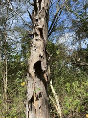 Lysiloma divaricatum