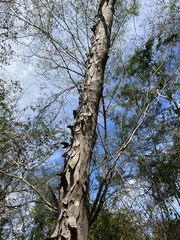 Lysiloma divaricatum