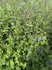 Salvia lasiocephala